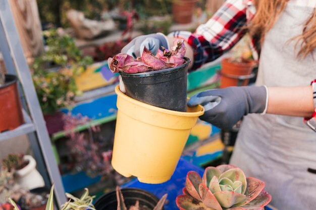 Vrouwelijke tuinman die gele en zwarte bloeiende potten houden