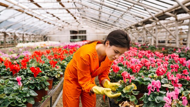 Vrouwelijke tuinman die roze cyclaambloem in serre onderzoeken