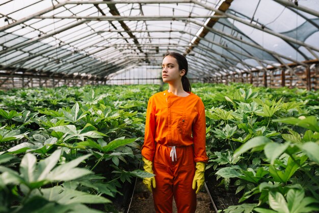 Vrouwelijke tuinman die zich dichtbij japonicaplanten van fatsia bevinden die in serre groeien