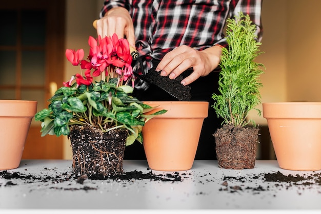 Vrouwenhanden planten een plant in een nieuwe pot.