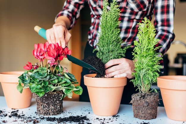 Vrouwenhanden planten een plant in een nieuwe pot.
