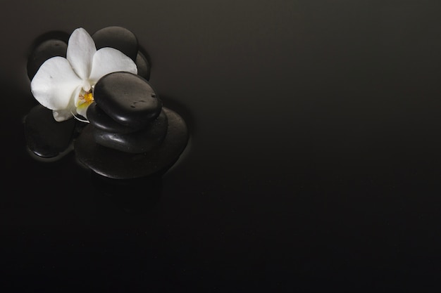 Gratis foto vulkanische stenen en orchidee op zwarte achtergrond