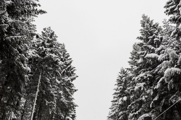 Vuren bomen in de sneeuw