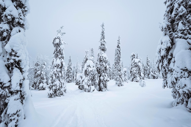 Vuren bomen vallende sneeuw in het Riisitunturi National Park, Finland