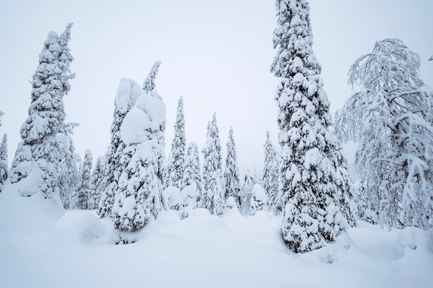 Vuren bomen vallende sneeuw op Riisitunturi National Park, Finland