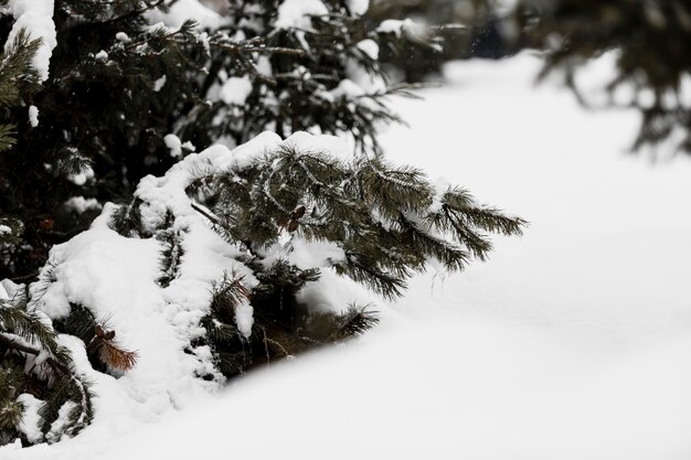 Vuren tak bedekt met sneeuw