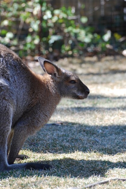 Wallaby met zijn oren naar achteren getrokken.