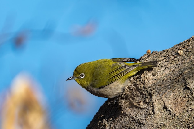 Warbling whiteeye of Japanease whiteeye vogel die op de boomtak neerstrijkt