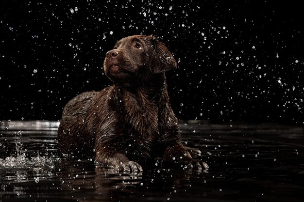 Water spatten portret van chocolade kleur grote labrador hond spelen zwemmen