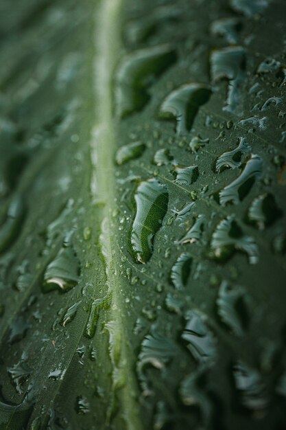 Waterdruppels op groen blad