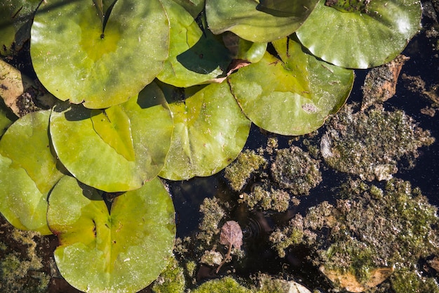 Waterleliebladeren op vuil water