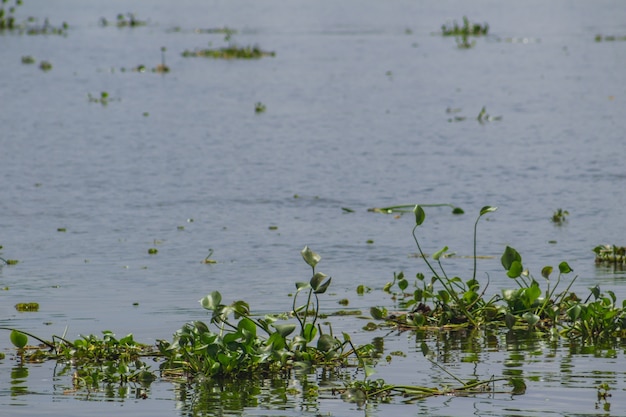 Gratis foto waterplanten