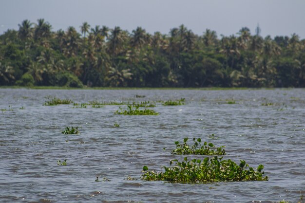 Waterplanten