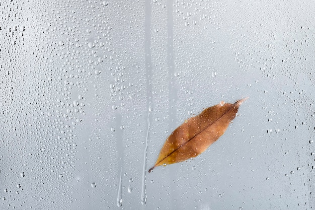 Gratis foto watertextuurachtergrond, herfstblad op glazen raam