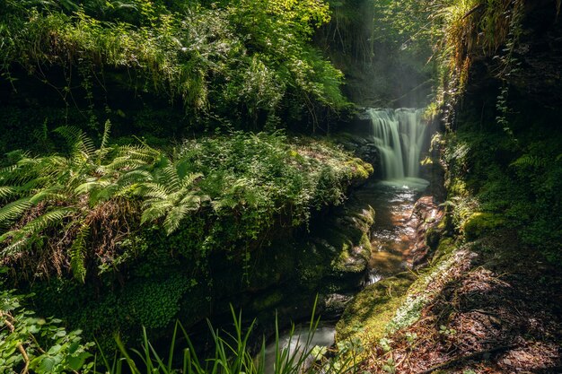 Waterval in een bosgebied met veel vegetatie