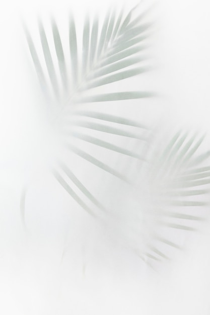 Wazig groene palmbladeren op gebroken wit