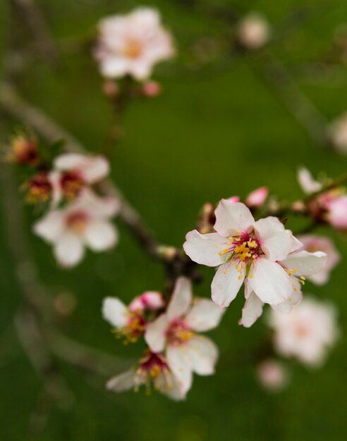 Wazig mooie bloesems buitenshuis