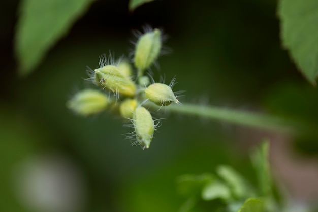 Wazig zicht op bloemen in de natuur