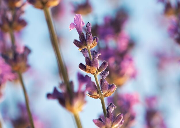 Wazige lavendelbloemen met blauwe achtergrond