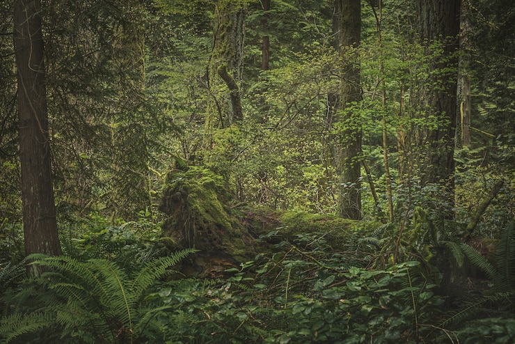Gratis Foto weelderig regenwoud met planten, bomen en struiken