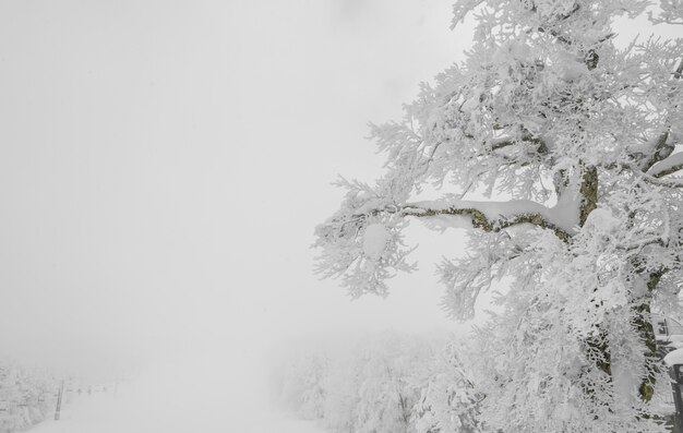 weer park overdekte bergen