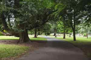 Gratis foto weergave van bomen in park