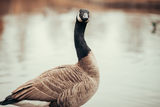 Weergave van bruine gans op een wateroppervlak