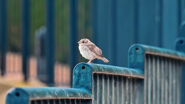 Gratis foto weergave van een mus op een hek