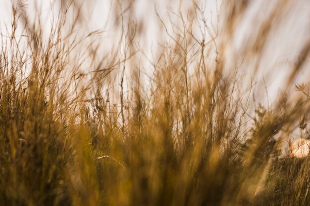 Weergave van hoge graslanden