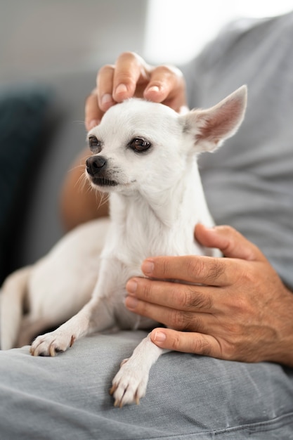 Weergave van schattige chihuahua-hond die tijd doorbrengt met mannelijke eigenaar thuis