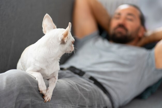 Weergave van schattige chihuahua-hond die tijd doorbrengt met mannelijke eigenaar thuis