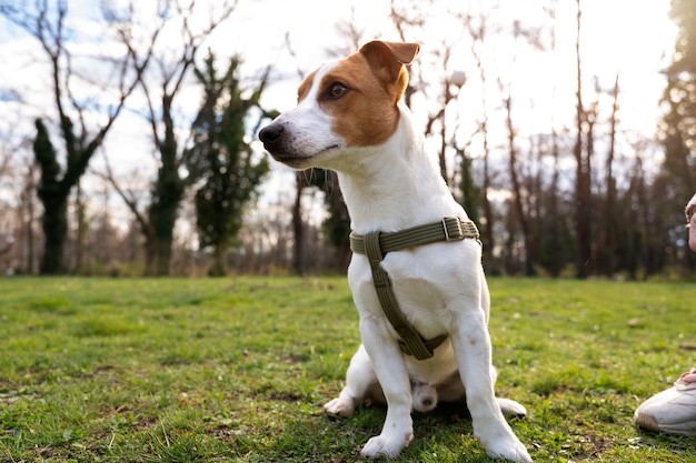 Gratis foto weergave van schattige hond genieten van tijd in de natuur in het park