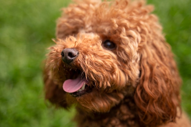 Gratis foto weergave van schattige hond genieten van tijd in de natuur in het park