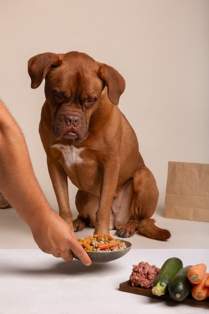 Gratis foto weergave van schattige hond met kom eten