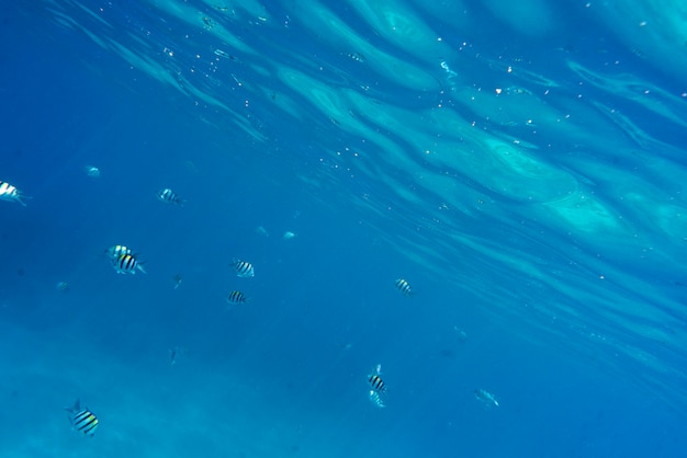 Gratis foto weergave van vissen die onder water zwemmen