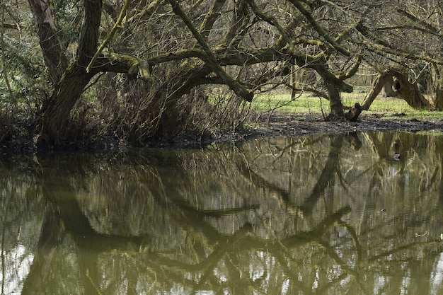 Gratis foto weerspiegeling van een boom op het meer overdag
