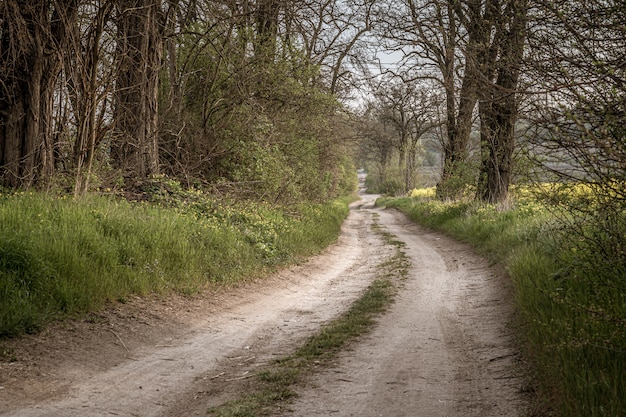 Weg in een bos omgeven door prachtig groen