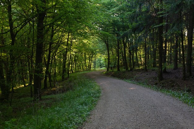 Weg in het midden van een bos met groene bomen in Eifel, Duitsland