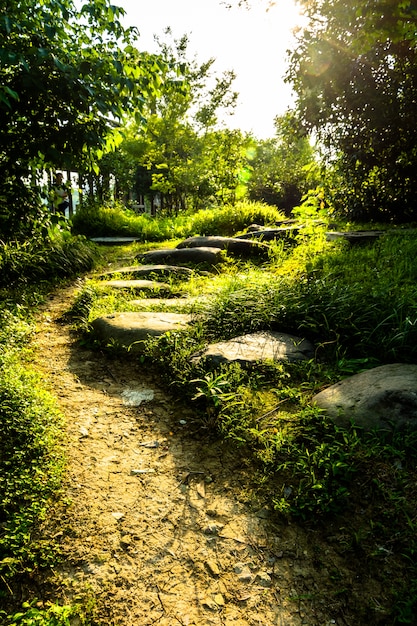 Weg in het midden van het veld