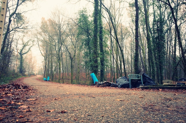 Weg in het midden van hoge bomen in Galicië