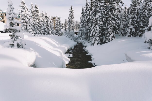 Weg in het sneeuwbos van de pijnboomboom