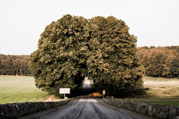 Weg temidden van groene bomen en grasvelden