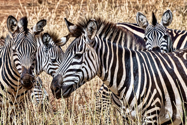 Weide bedekt met het gras omringd door zebra's in het zonlicht overdag