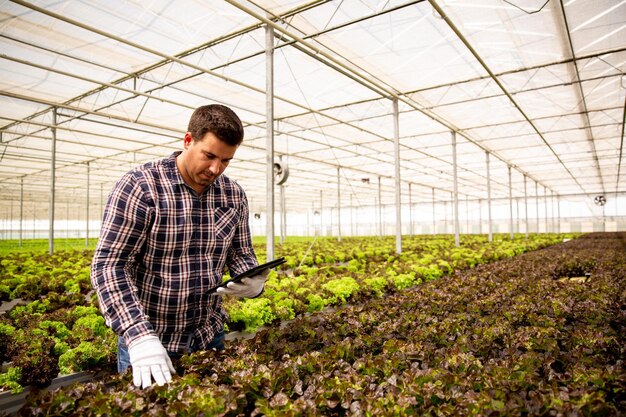 Werknemer met tablet in de hand die de kwaliteit van de salade regelt. Kas achtergrond