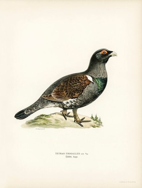 Westers auerhoen (TETRAO UROGALLUS), geïllustreerd door de gebroeders von Wright.