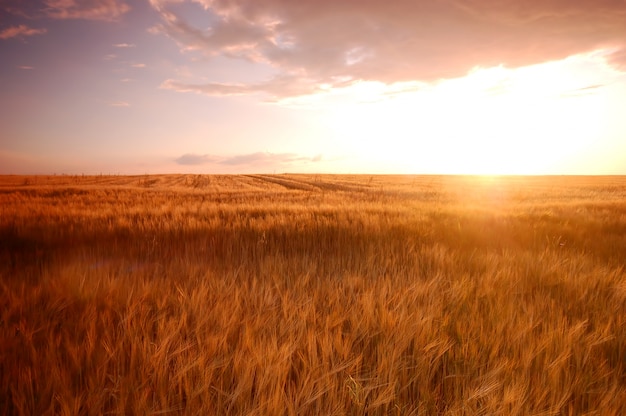 Wheatfield bij zonsondergang