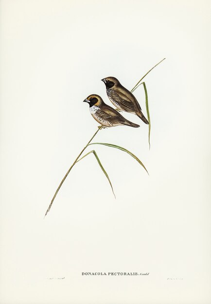 White-breasted Finch (Donacola-borstspier) geïllustreerd door Elizabeth Gould