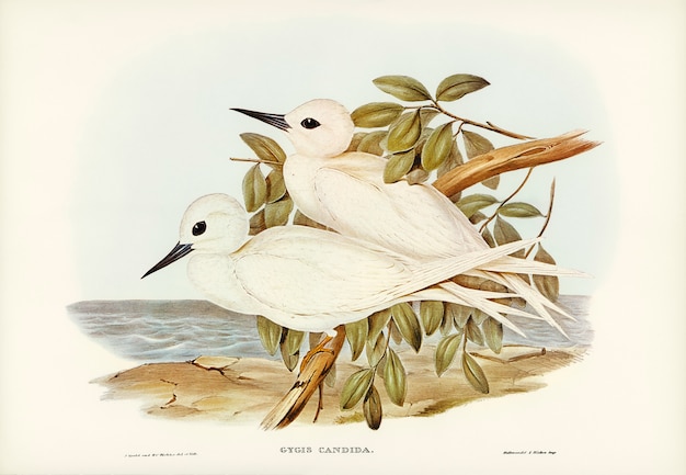White Tern (Gygis candida) geïllustreerd door Elizabeth Gould