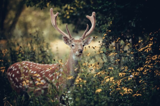 Whitetail herten die zich in de herfsthout bevinden