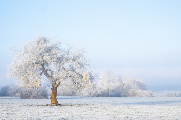 Wide shot van een geïsoleerde boom bedekt met sneeuw in een besneeuwd gebied. Net als een sprookje